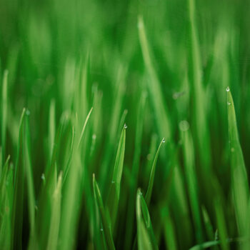 Gyepszőnyeg és fűmagvetés Gyepszőnyeg és fűmagvetés