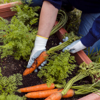 Konyhakert kialakítás Konyhakert kialakítás